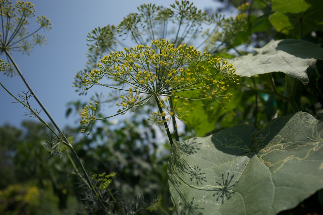 Dill Flower